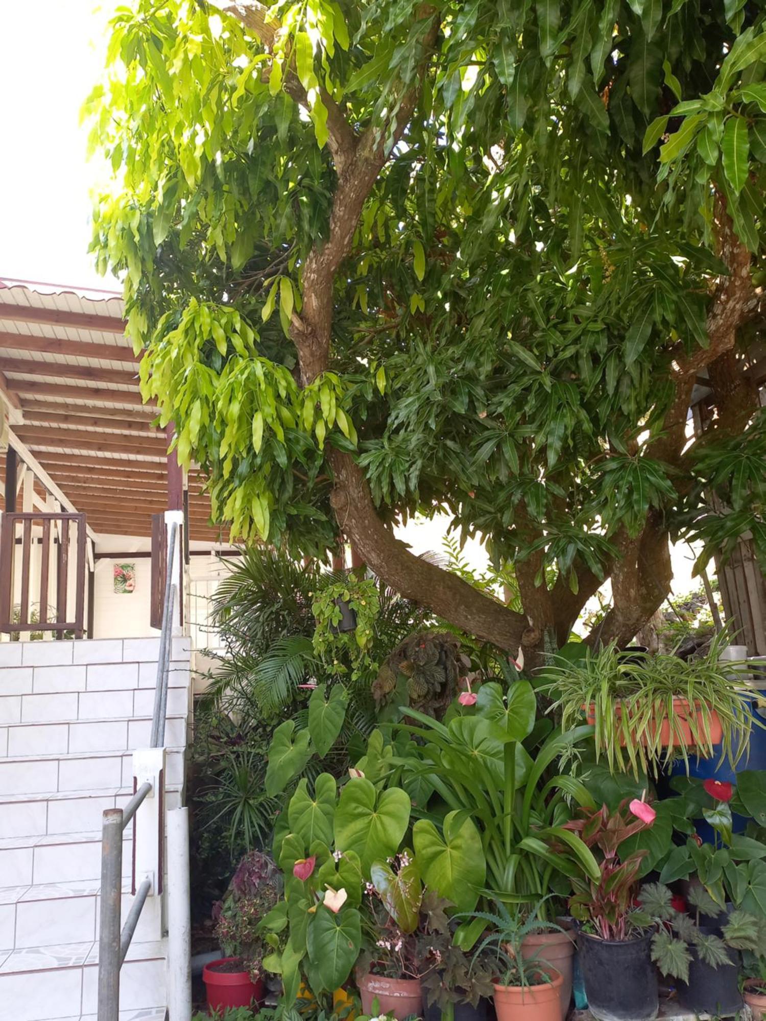 Logement Entier Au Soleil Couchant Deshaies Dış mekan fotoğraf